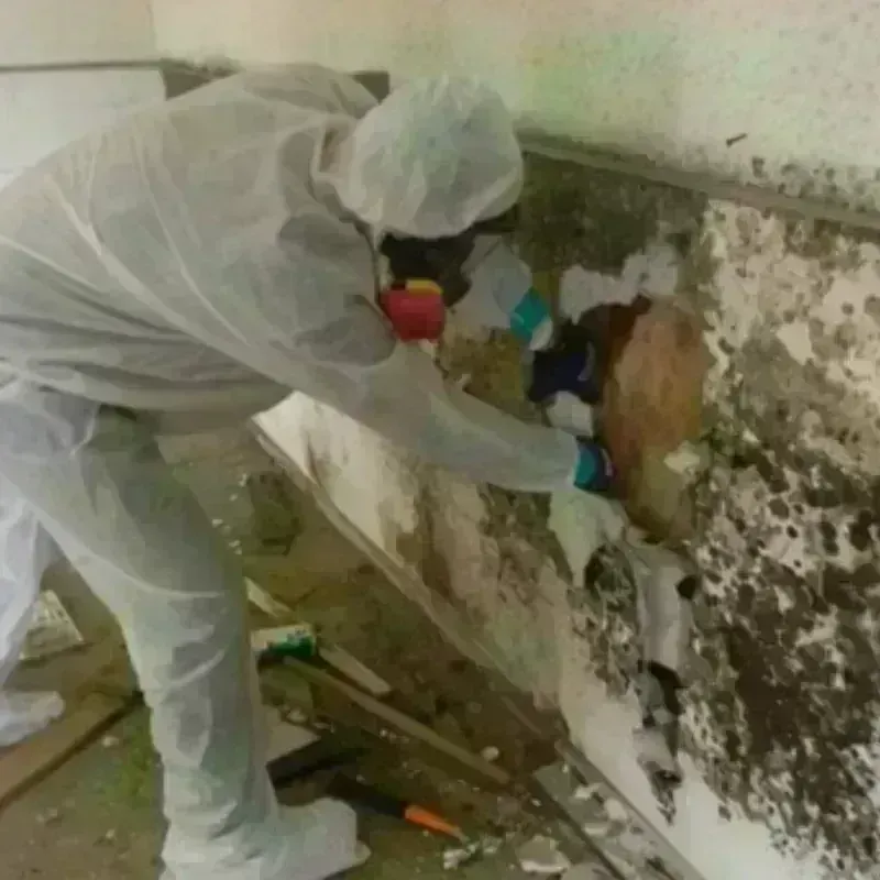 Mold Remediation and Removal in Castlewood, CO